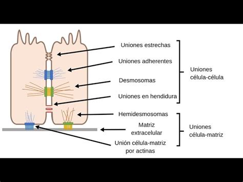 Esquema de las adhesiones focales y la retracción de la célula
