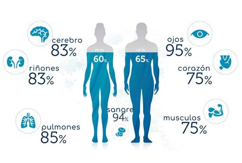 infografía sobre el porcentaje de agua en el cuerpo humano según la edad