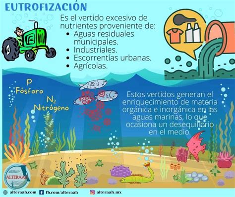 Infografía sobre los efectos de la eutrofización causada por el exceso de nutrientes en el agua
