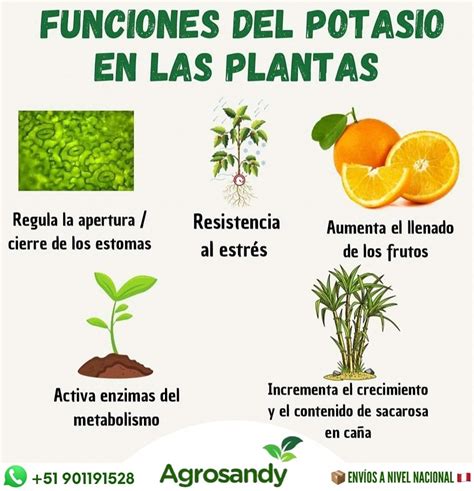 Infografía sobre las funciones del potasio en el crecimiento y la salud de las plantas