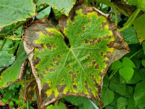Imagen de una planta mostrando síntomas de deficiencia de potasio (ej. hojas amarillentas con bordes quemados)