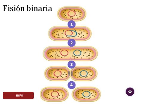 Esquema detallado de las etapas de la fisión binaria bacteriana con énfasis en la replicación del ADN y la división celular