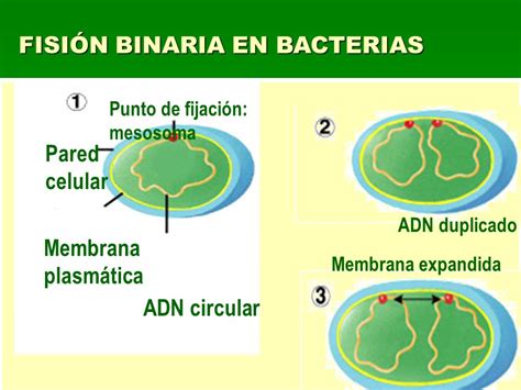 Infografía comparativa de los cuatro tipos de fisión binaria (transversal, longitudinal, ortogonal, asimétrica) con ejemplos visuales de las bacterias