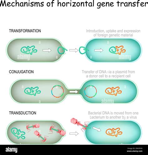 Diagrama ilustrativo de los tres principales mecanismos de transferencia genética horizontal en bacterias: conjugación, transformación y transducción