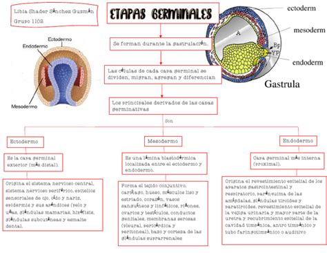 Esquema de las capas germinales y cómo se forman los teratomas