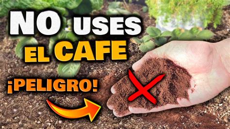 fotografía de posos de café esparcidos alrededor de una planta como repelente de plagas