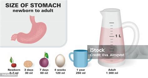 Ilustración del tamaño del estómago de un recién nacido comparado con objetos cotidianos
