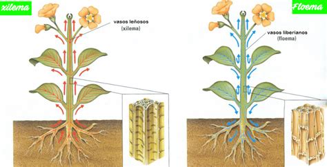 Diagrama esquemático de los tejidos vasculares (xilema y floema) en una planta.