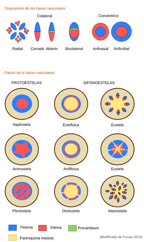 Ilustración comparativa de diferentes tipos de estelas (protoestela, sifonostela, euestela, atactoestela).