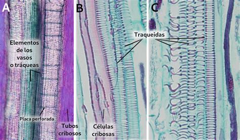 Microfotografía mostrando la estructura celular del xilema, destacando traqueidas y elementos de vasos.