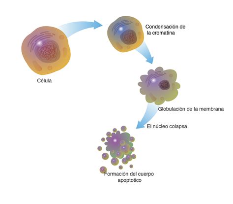 Diagrama del proceso de apoptosis en la formación de células traqueales del xilema.