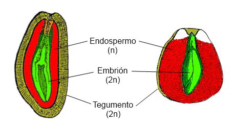 Ilustración detallada de la estructura de una semilla, mostrando embrión, endospermo y epispermo.