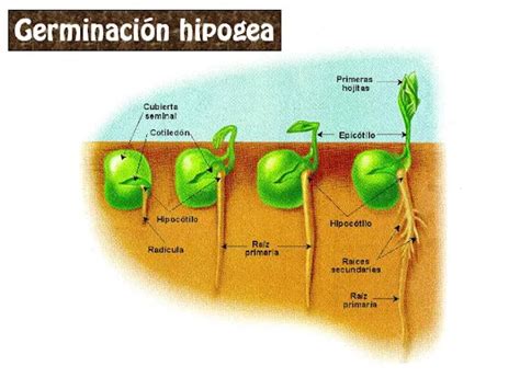 Ilustración comparativa de germinación hipogea y epigea.