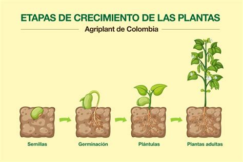 Infografía detallada de las 10 etapas de crecimiento de la planta según la escala BBCH.