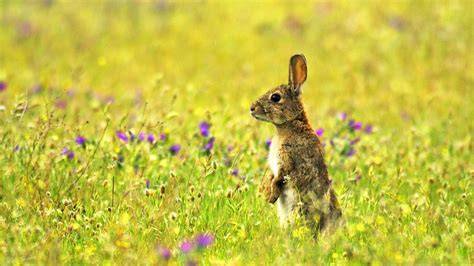 Conejos en su hábitat natural o en una granja, para contrastar la reputación con la realidad de su fertilidad