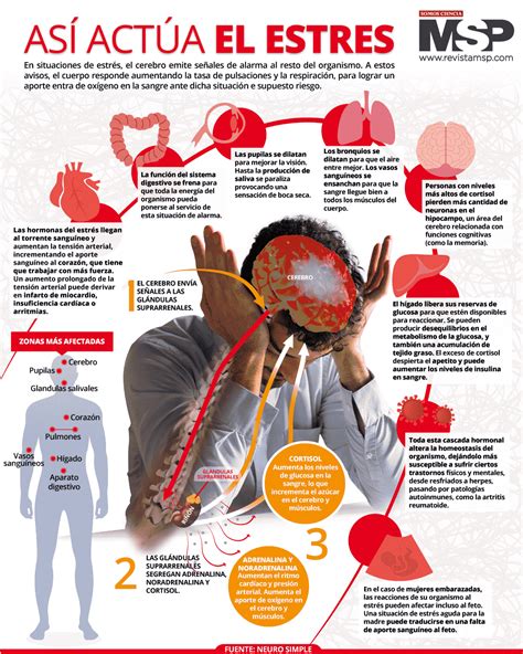 Infografía o esquema sobre cómo el estrés calórico afecta el sistema reproductivo del conejo