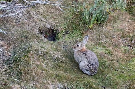 Mapa de distribución del conejo europeo o foto de conejo de monte