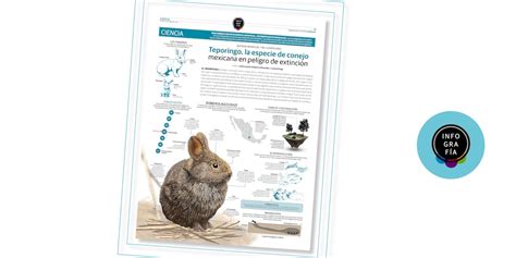 Foto de una especie de conejo raro o en peligro de extinción, como el conejo Amami o el conejito de los volcanes