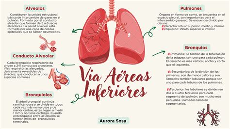 Esquema de las vías respiratorias de un bebé afectado por COVID-19