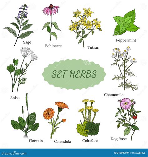 Ilustración botánica de plantas medicinales mencionadas.
