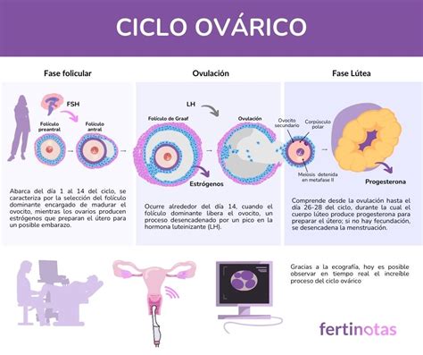 Gráfico ilustrando las fases del ciclo ovárico y los niveles hormonales correspondientes.