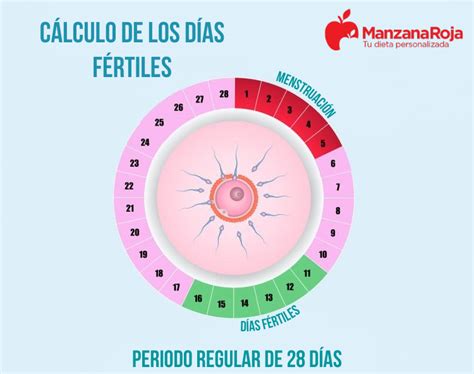 Infografía sobre el periodo fértil de la mujer, mostrando la ventana de fertilidad y los días de máxima probabilidad de embarazo.