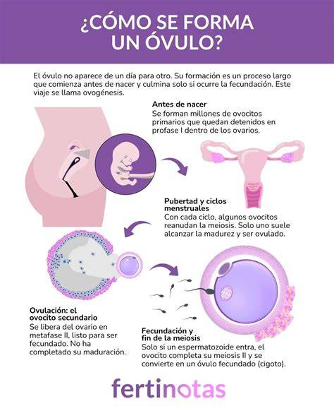 Infografía detallada sobre la vida útil del óvulo