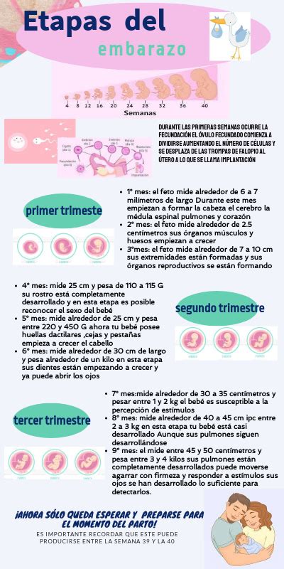 Infografía sobre las etapas del embarazo y los controles prenatales