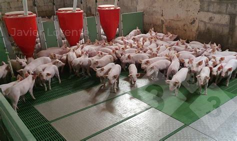 Foto de lechones destetados de varias razas en una granja