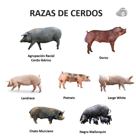 Esquema de las razas de cerdos más comunes en España