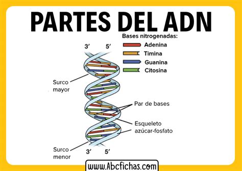 Esquema de la doble hélice del ADN con sus bases nitrogenadas