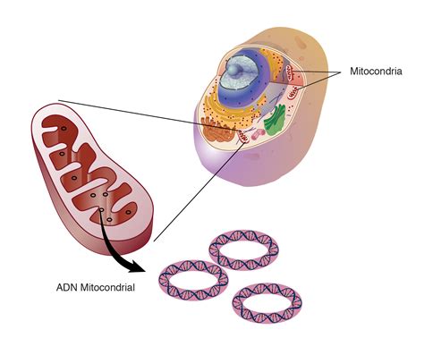 Esquema de una molécula de ADN mitocondrial circular
