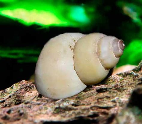Caracol mago blanco en el fondo del acuario con plantas