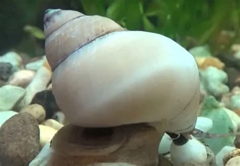 Esquema de la dieta del caracol mago blanco en el acuario