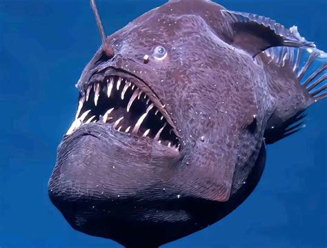 Ilustración del pez diablo negro hembra con su señuelo bioluminiscente en las profundidades