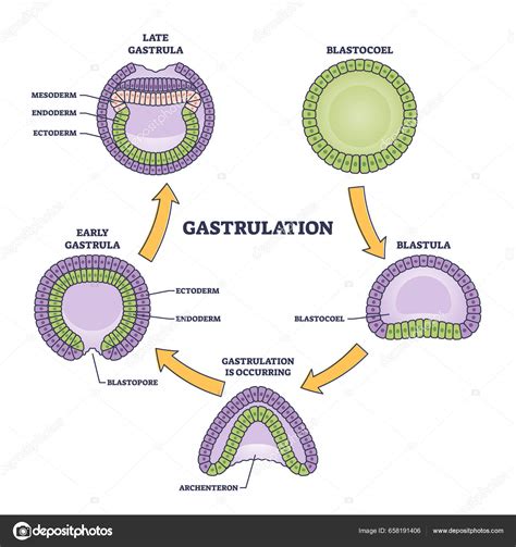Diagrama esquemático de la gastrulación en embriones de pollo y humanos, mostrando las capas germinales primarias.