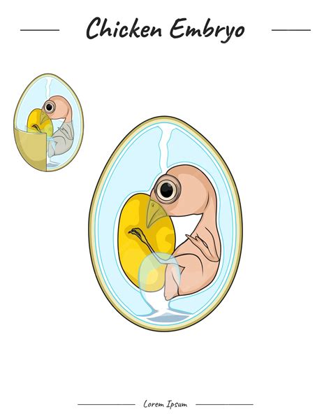 Microfotografía de un embrión de pollo mostrando la aplicación de electroporación para la transfección génica.