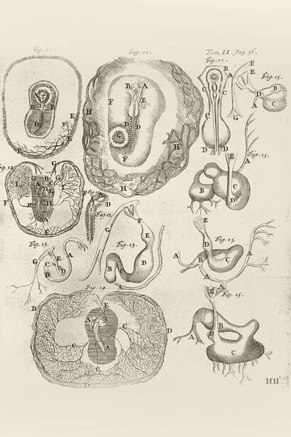Ilustración histórica de las observaciones de Marcello Malpighi sobre embriones de pollo.