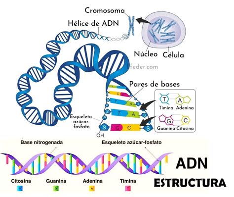 Infografía detallando la estructura del ADN y la ubicación de los microsatélites (STR).