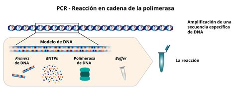 Diagrama explicativo del proceso de Reacción en Cadena de la Polimerasa (PCR).