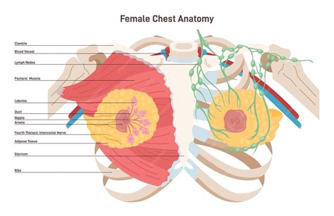 infografía comparativa de la anatomía mamaria masculina y femenina