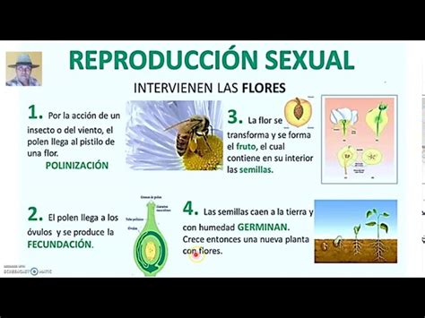 Esquema detallado que muestra los ciclos de reproducción sexual por semillas y los diferentes métodos de reproducción asexual como división y esquejes.