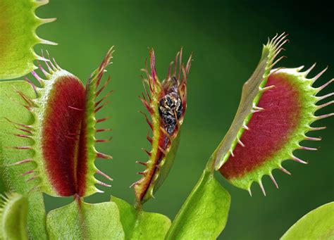 Fotografía macro comparativa: semilla de planta carnívora sobre una superficie blanca frente a un brote joven recién germinado.