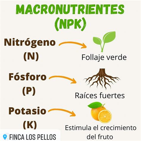 Infografía detallando los macronutrientes esenciales (N, P, K) y micronutrientes para el crecimiento de las plantas.