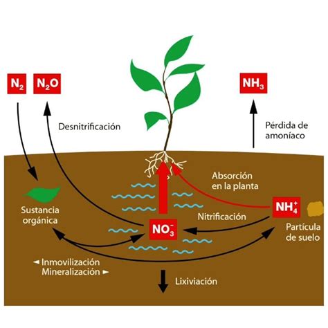 Diagrama mostrando las diferentes formas de pérdida de nitrógeno del suelo (volatilización, lixiviación, desnitrificación, inmovilización).