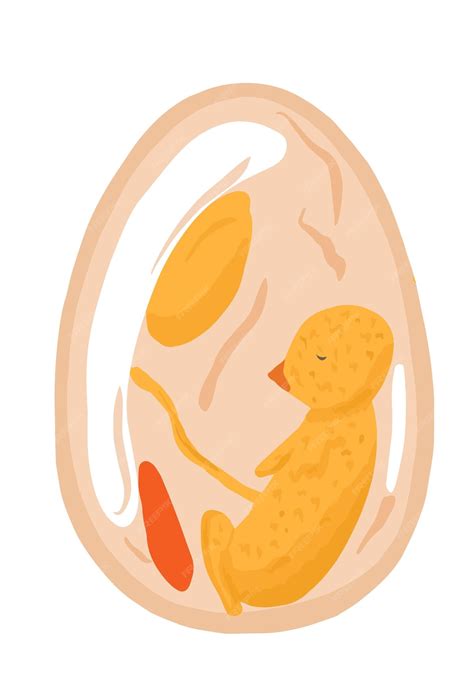 Imagen de huevo fértil con embrión y venas visibles durante la ovoscopia