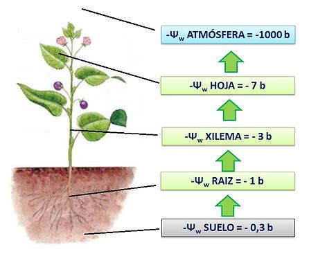 Diagrama que ilustra el gradiente de potencial hídrico en un sistema suelo-planta, mostrando el flujo de agua desde el suelo hasta las hojas.