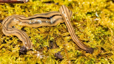 Planaria observada en un entorno natural acuático