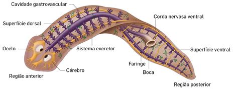 Dibujo de la anatomía general de una planaria, mostrando ocelos y boca ventral