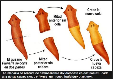 Esquema de una planaria dividiéndose por fisión transversal y regenerando sus partes